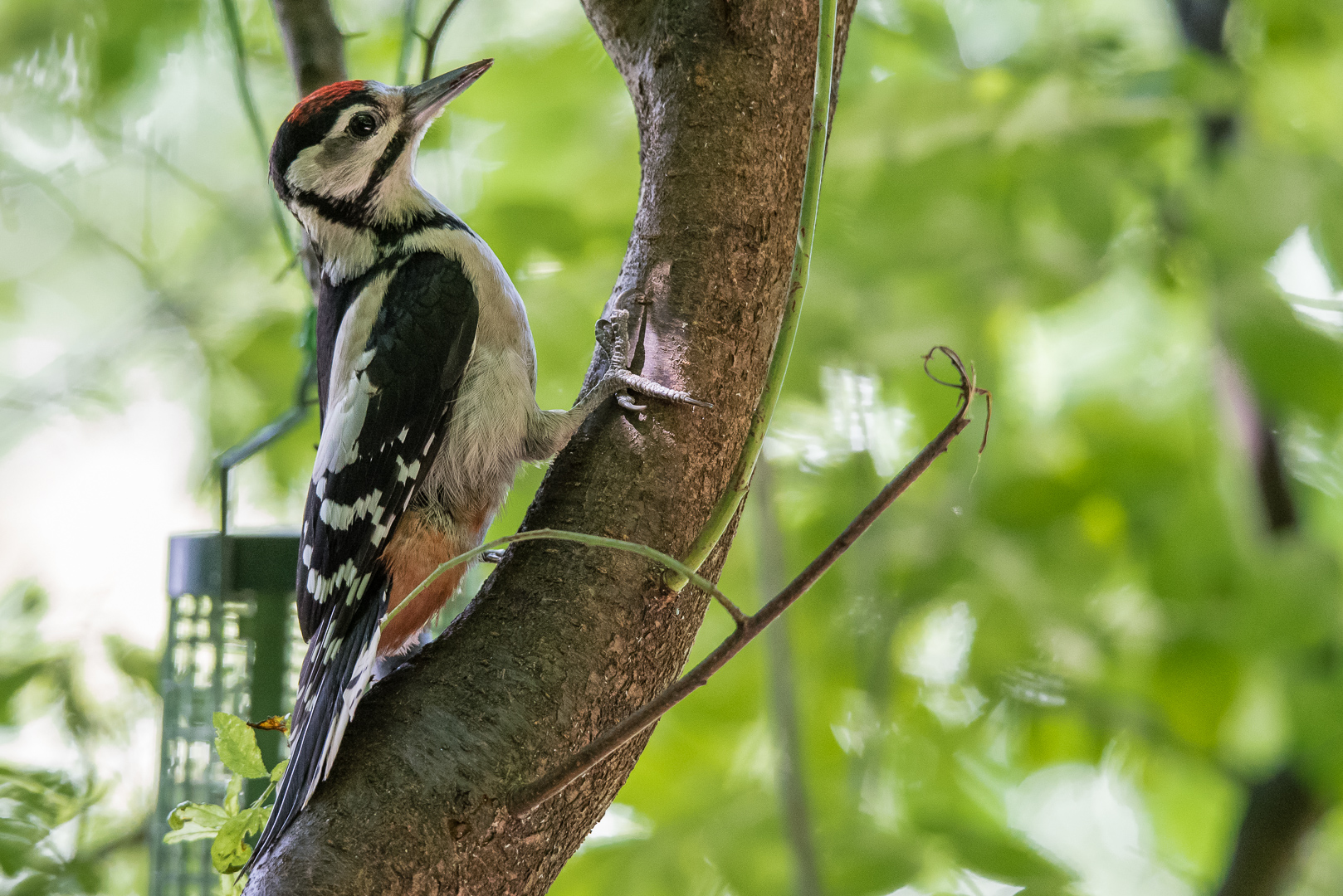 Dendrocopos major