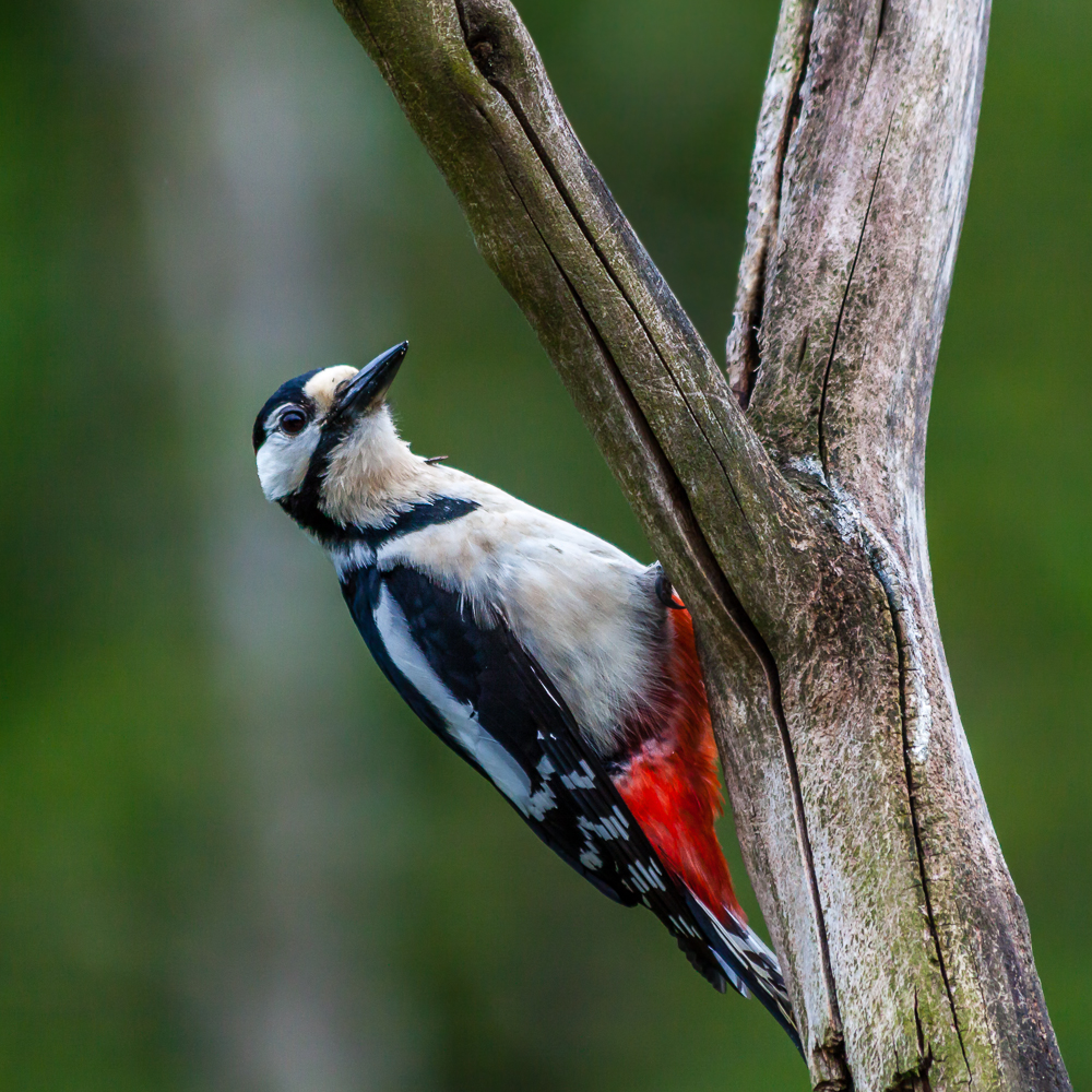 Dendrocopos major Foto & Bild tiere, wildlife, wild lebende vögel
