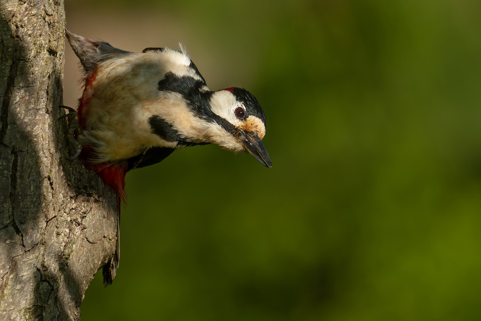 Dendrocopos major -  Buntspecht 