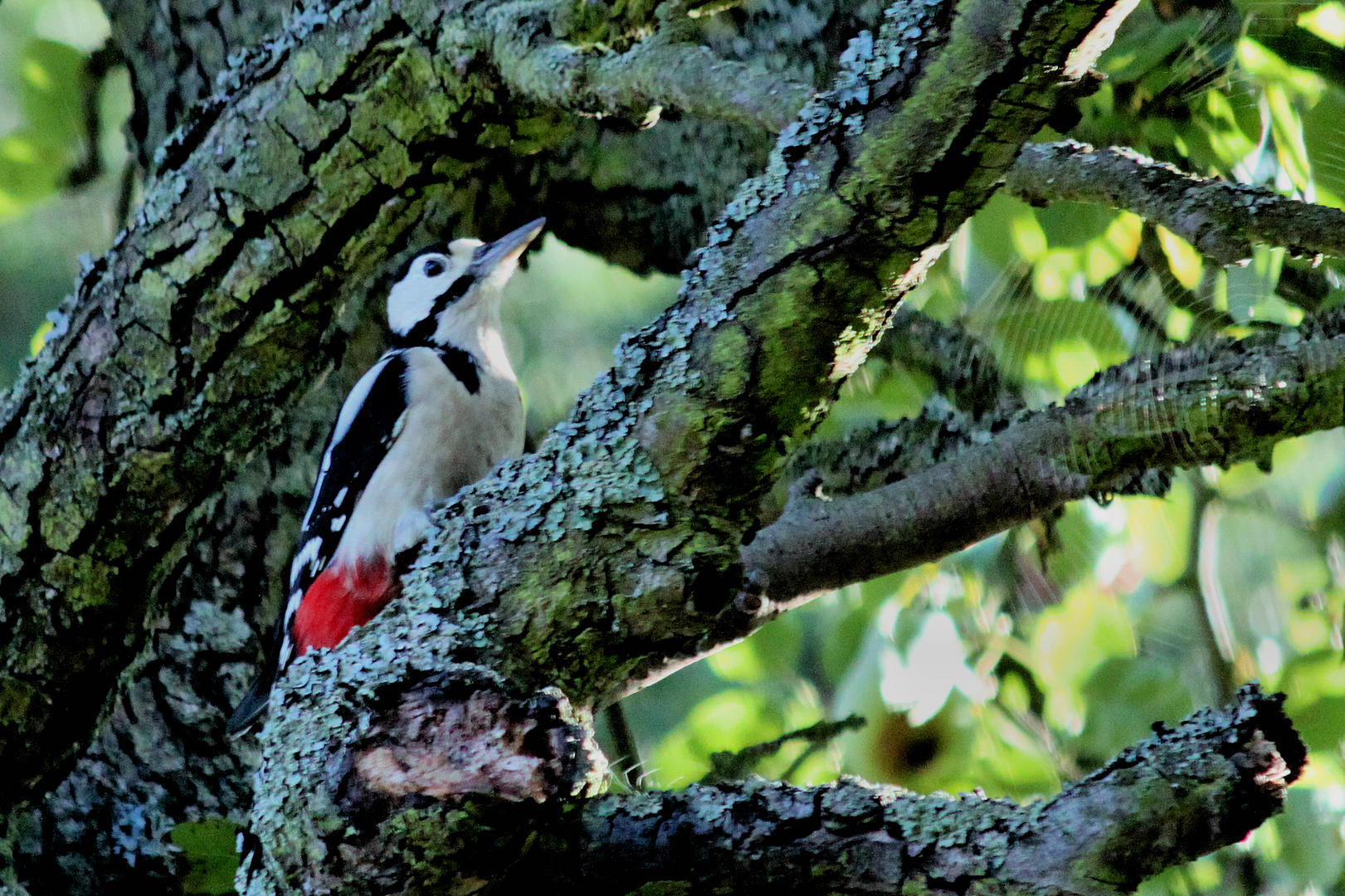 "Dendrocopos major" = Buntspecht