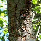 Dendrocopos major---Buntspecht---Great Spotted Woodpecker