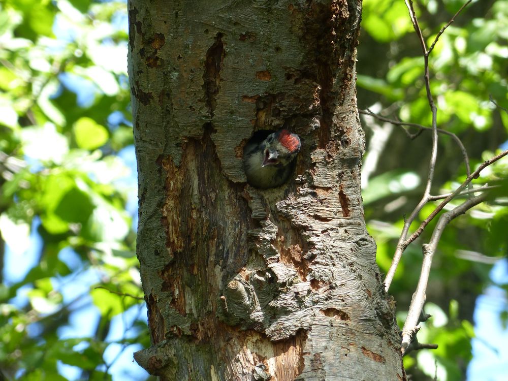 Dendrocopos major---Buntspecht---Great Spotted Woodpecker