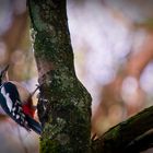 Dendrocopos major - der gemeine Bundspecht