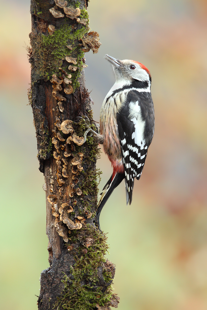 Dendrocoposmedius Foto & Bild tiere, wildlife, wild lebende vögel