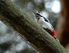 Dendrocopus major > > > Buntspecht < < <
