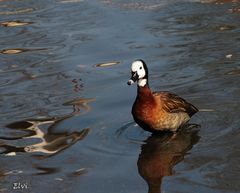 Dendrocygne