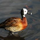 Dendrocygne