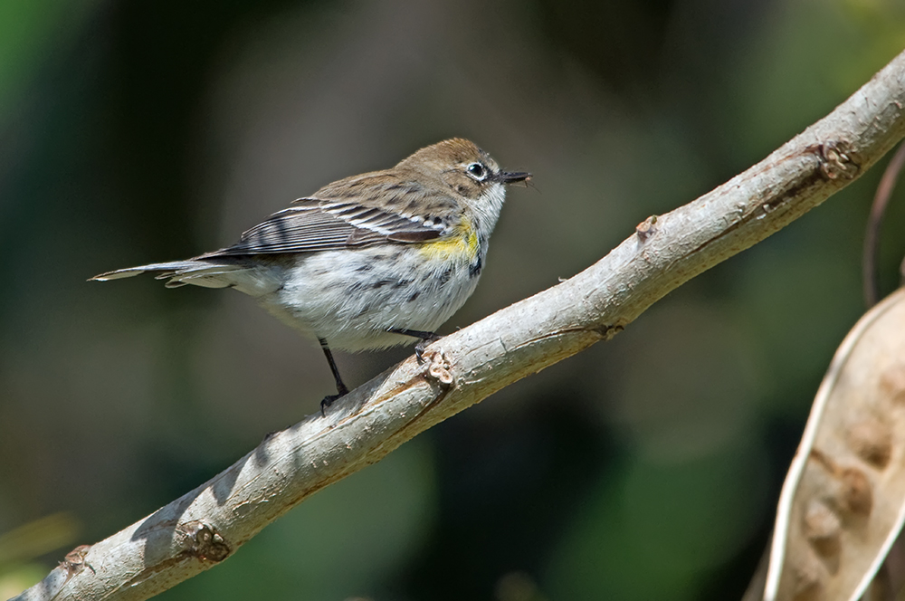 Dendroica coronata