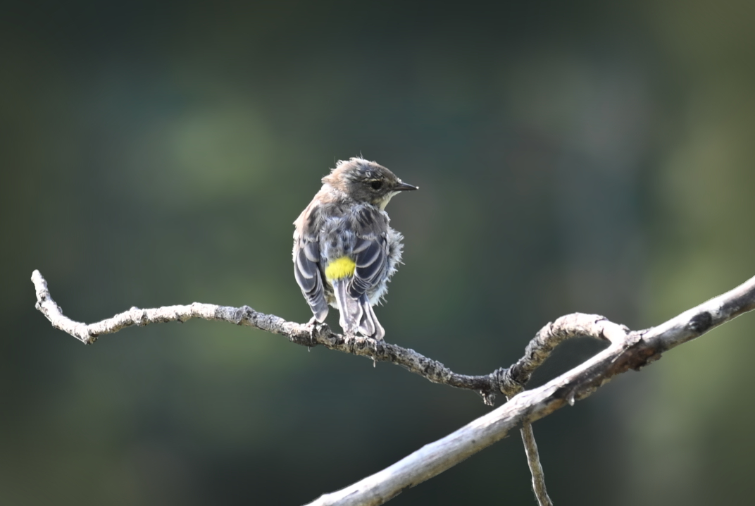 dendroica coronata fledgling 