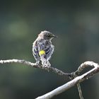 dendroica coronata fledgling 