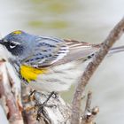 dendroica coronata - warbler 