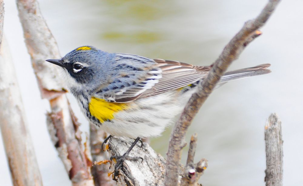 dendroica coronata - warbler 