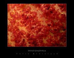 Dendronephthya