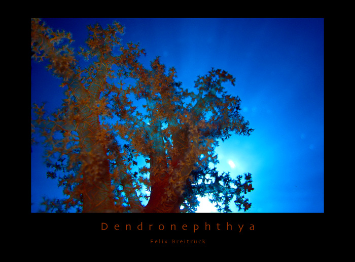 Dendronephthya