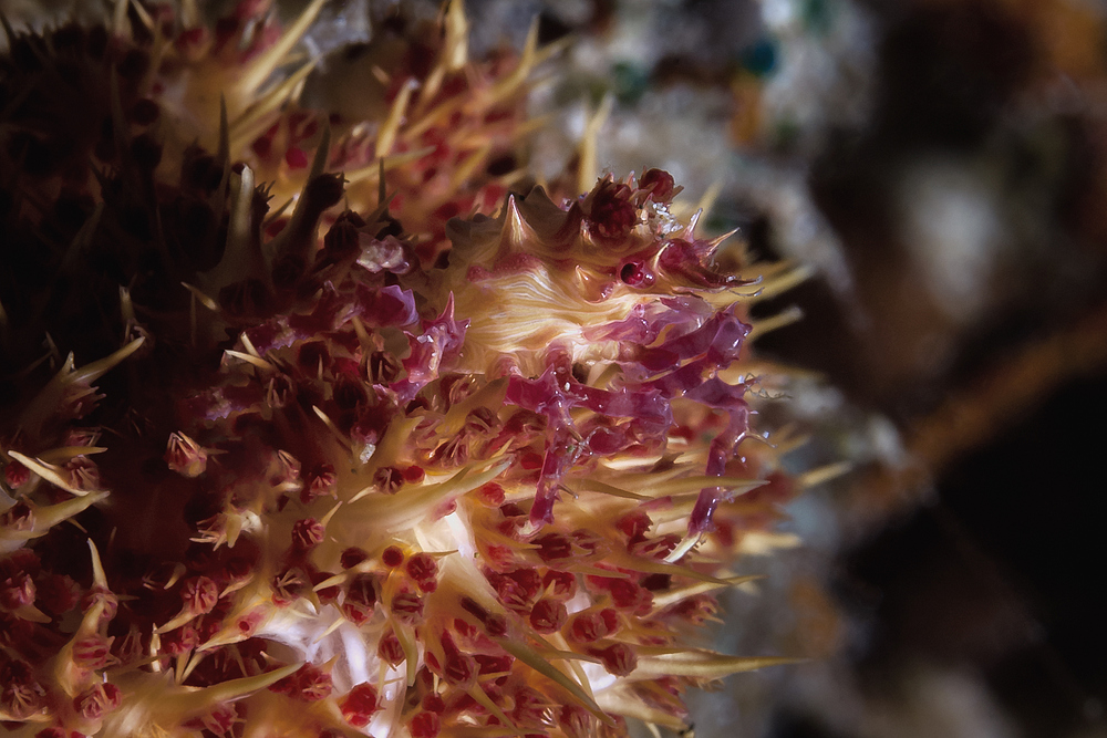 Dendronephthya Crab - Hoplophrys oatesii - Schleierbäumchen Spinnenkrabbe