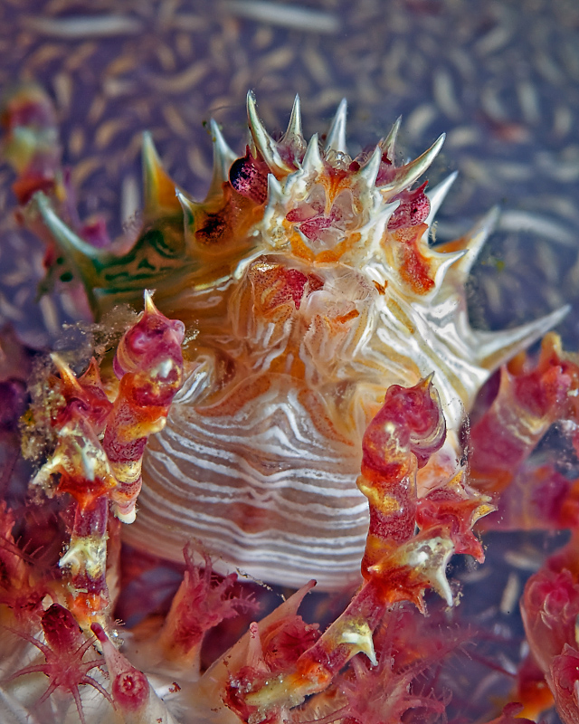 Dendronephtya Crab