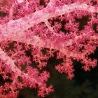 Dendronephtya