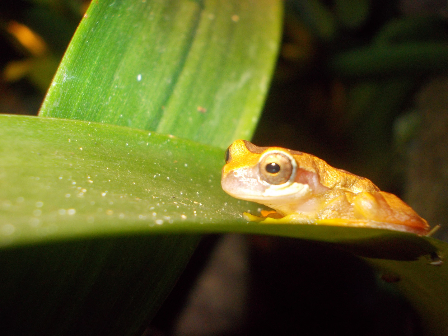 Dendropsophus ebraccatus