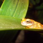 Dendropsophus ebraccatus