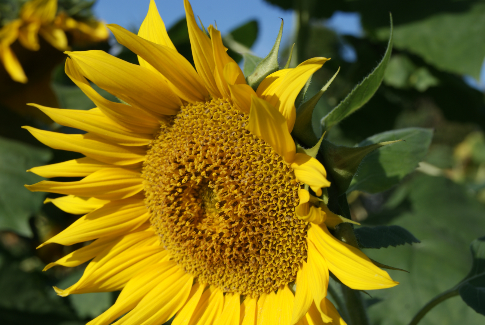 Denier tournesol