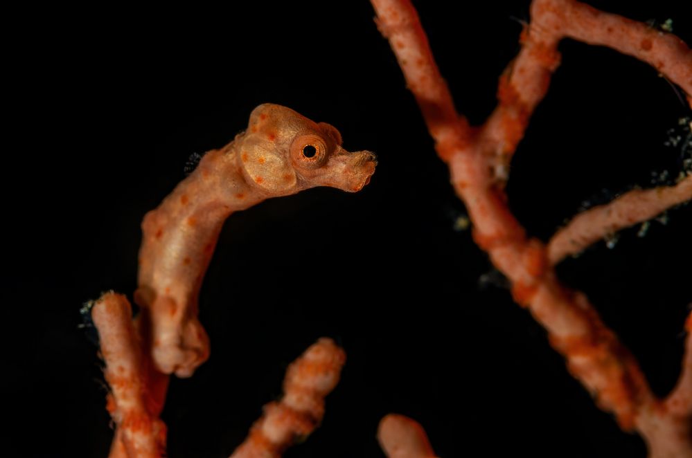 Denise-Zwergseepferdchen (lat.: Hippocampus denise)