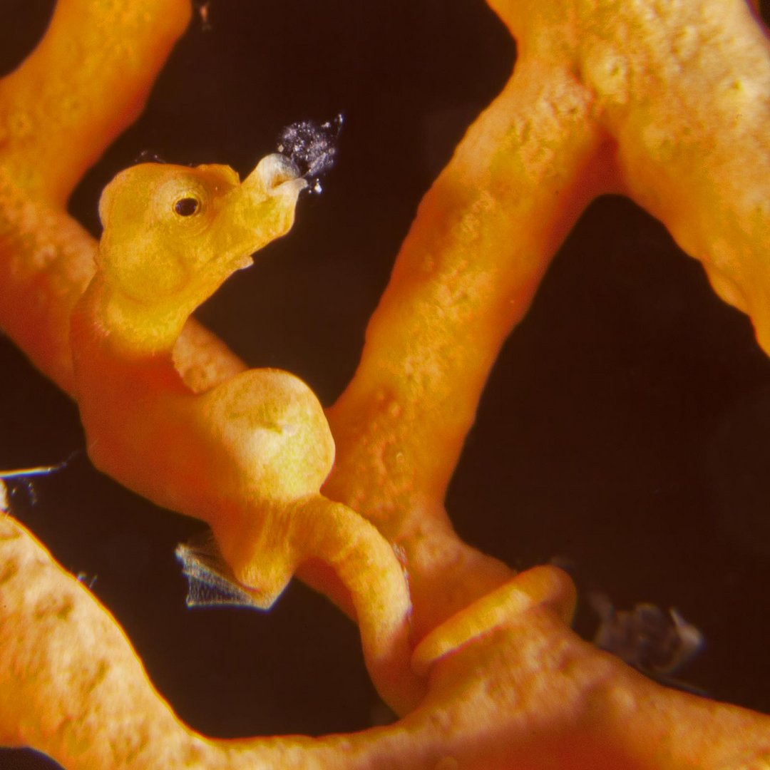 Denises Pygmy Seahorse