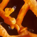 Denises Pygmy Seahorse