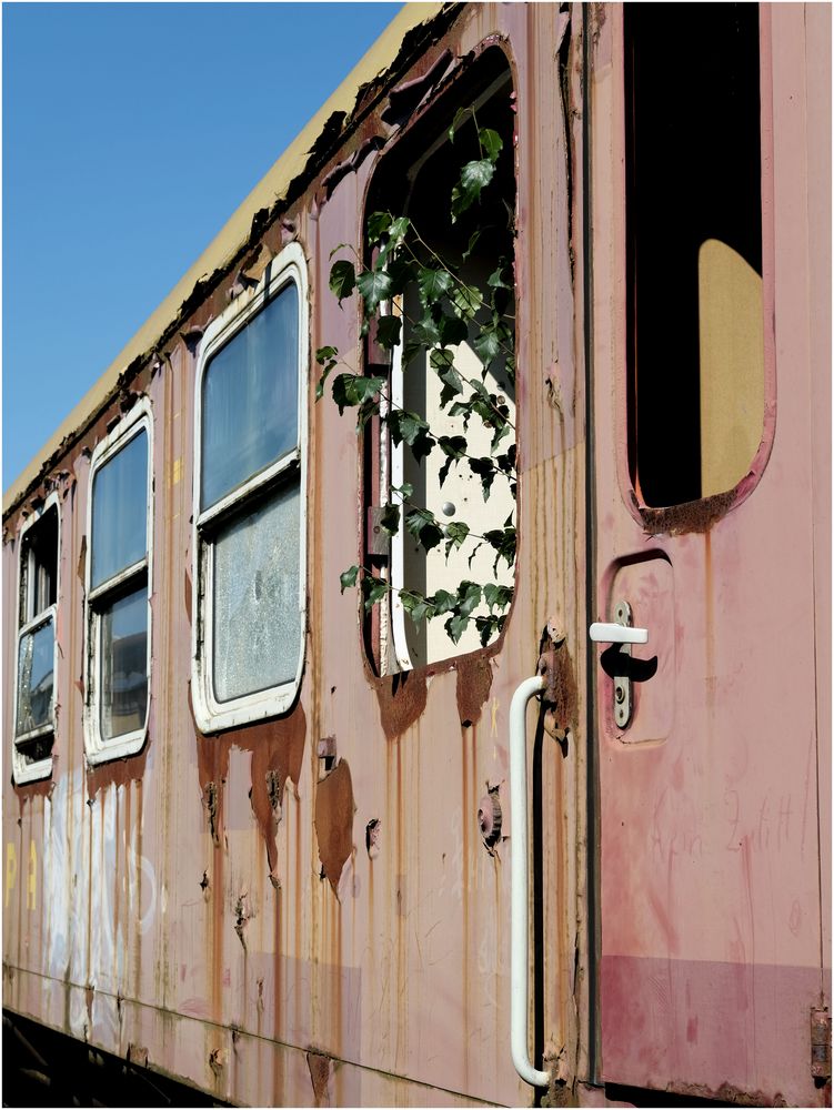 Denk daran die Blumen gießen