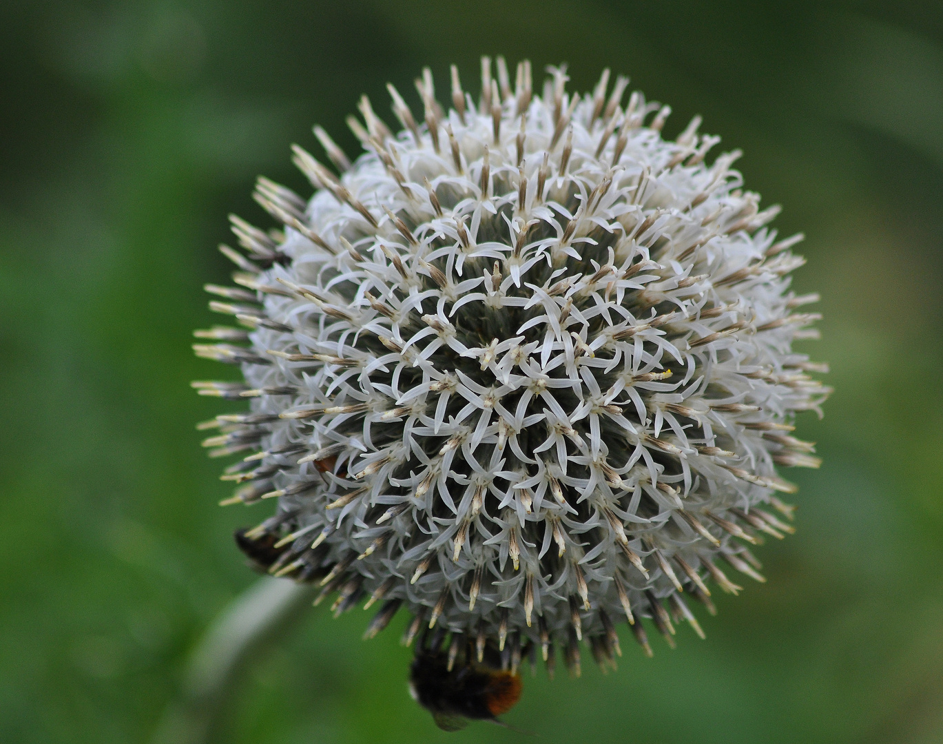 denk mal ist eine Distel .................