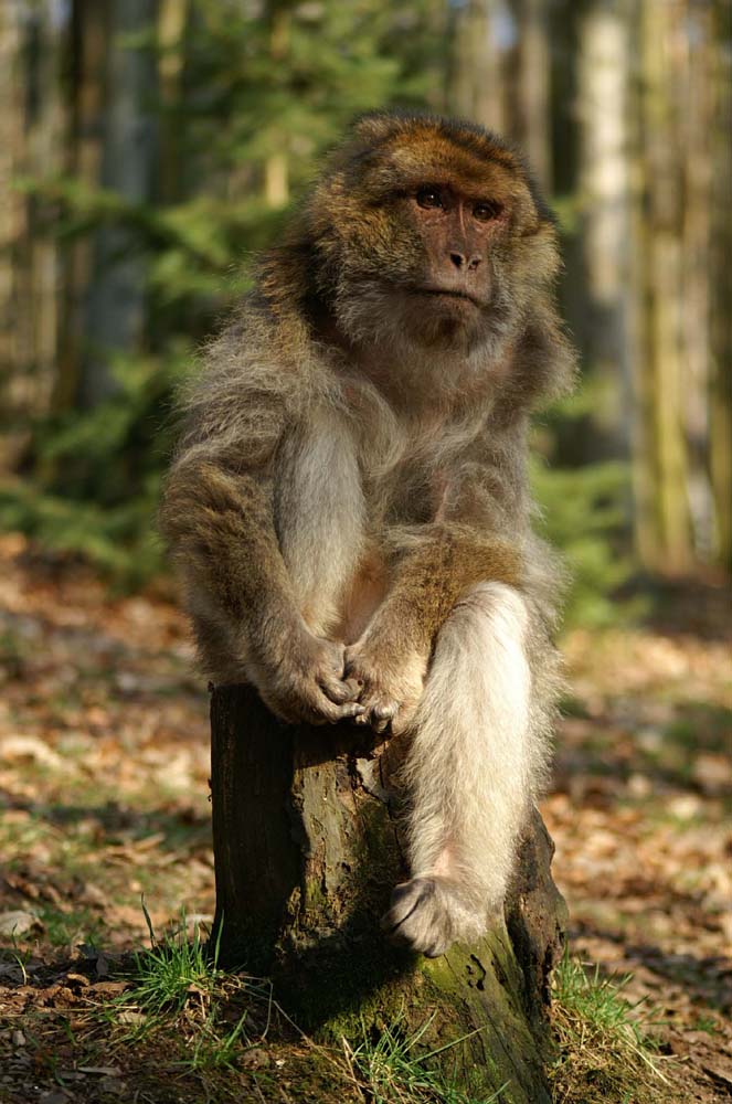 Denkender Berberaffe - bitte nicht stören