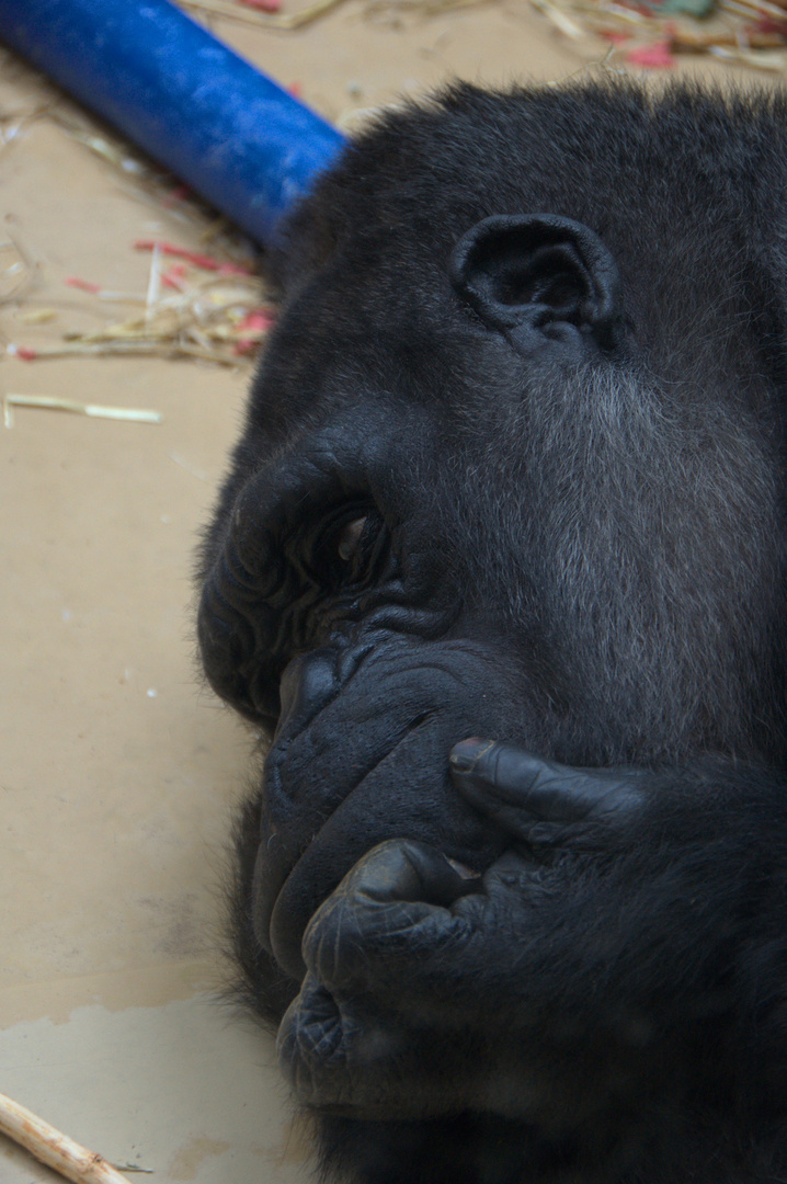 Denkender Gorilla