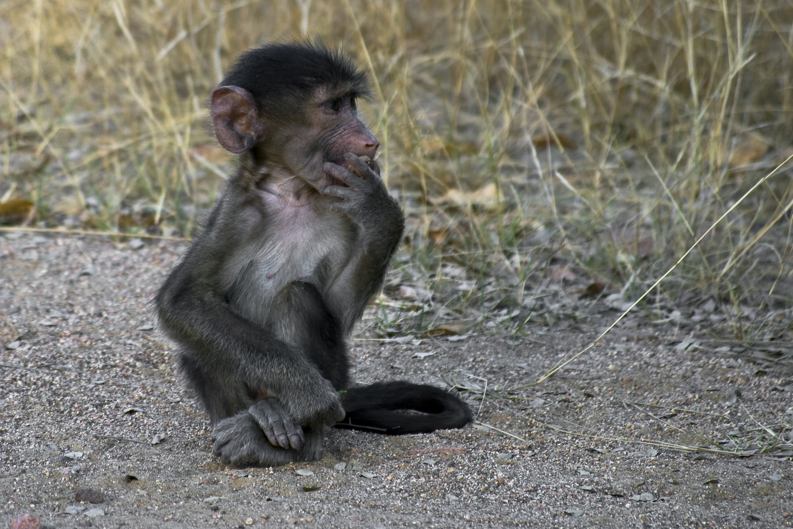 Denker Foto & Bild | africa, southern africa, south africa Bilder auf ...