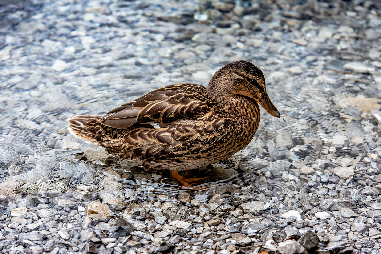 Denker-Ente