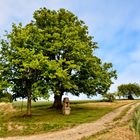 Denkmalgeschützte Linde am Johannesberg in Heuthen