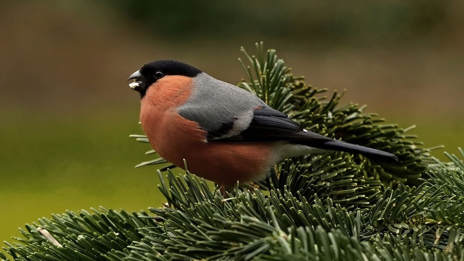 Denkt an Vogelfutter!