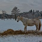 Denkt auch an die hungrigen Pferde im Winter.