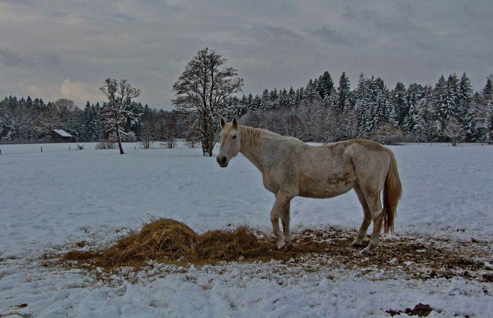 Denkt auch an die hungrigen Pferde im Winter.