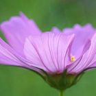 … denn es ist sommer [10] … cosmea …