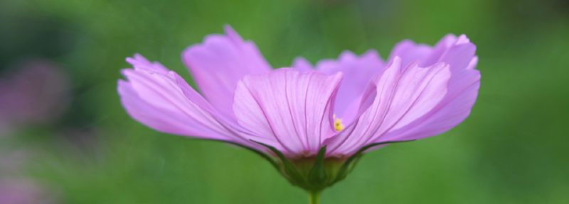 … denn es ist sommer [10] … cosmea …