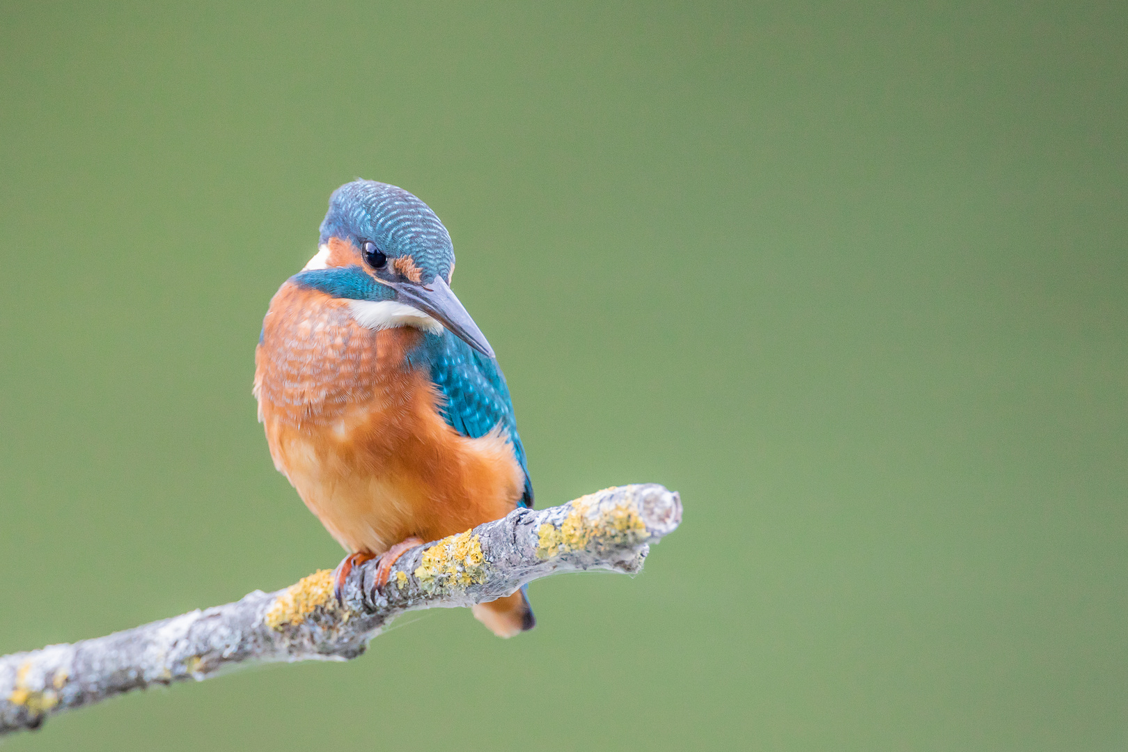 "...denn euer Widersacher, der Eisvogel fliegt umher und sucht, welchen er verschlinge."