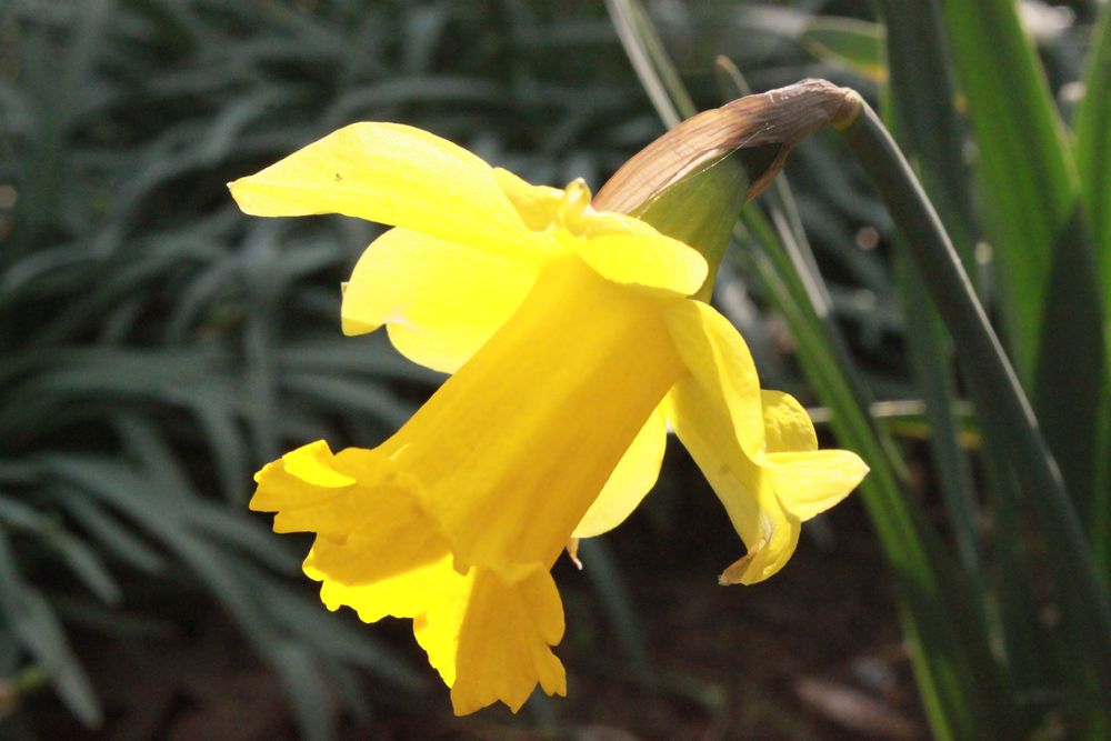 .. denn im Frühling blühen nicht nur die Blumen Bild & Foto von