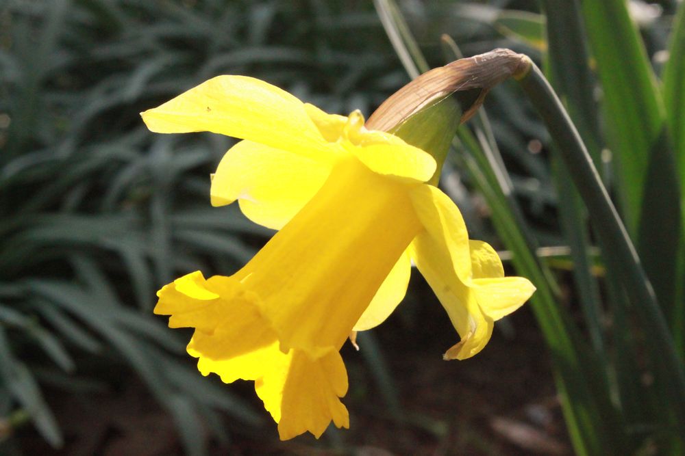 .. denn im Frühling blühen nicht nur die Blumen von Laaaura 