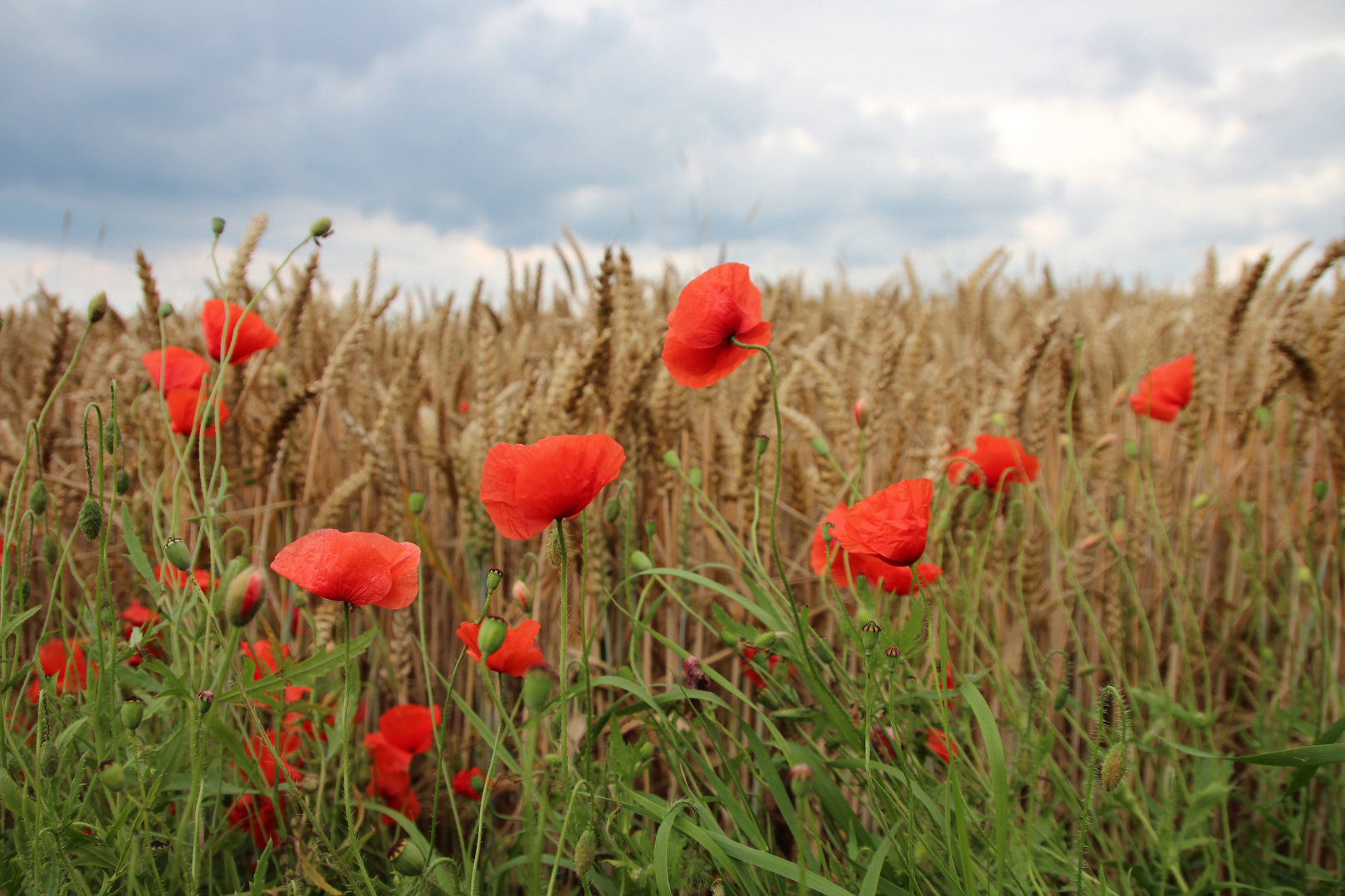 denn im sommer da blüht der rote rote mohn