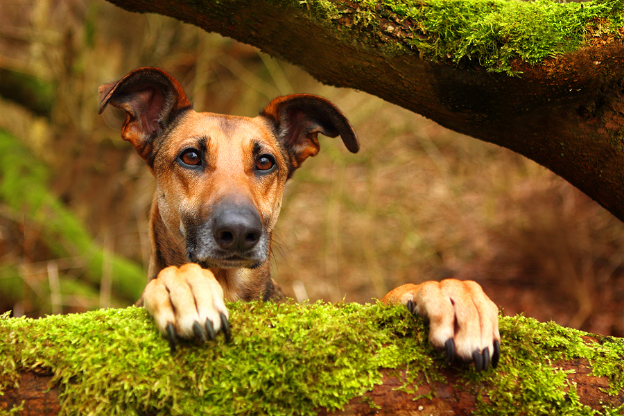 Denn im Wald da sind die Räuber