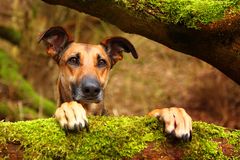 Denn im Wald da sind die Räuber