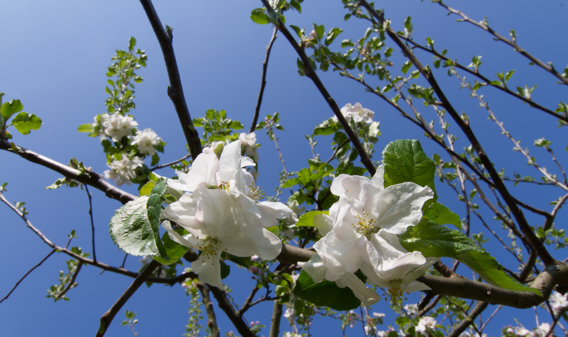 Denn mein Apfelbaum wächst in den Himmel...