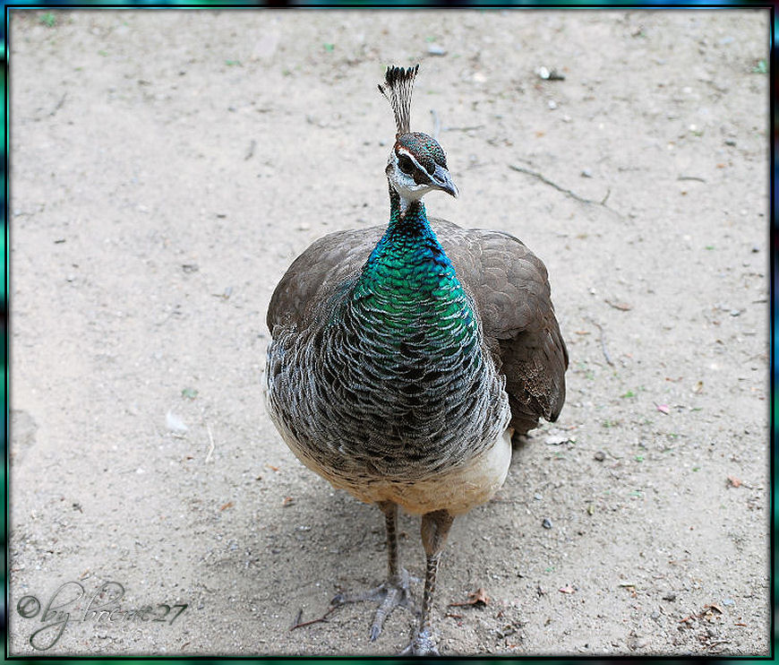 Denn so ein eitler Pfau.......