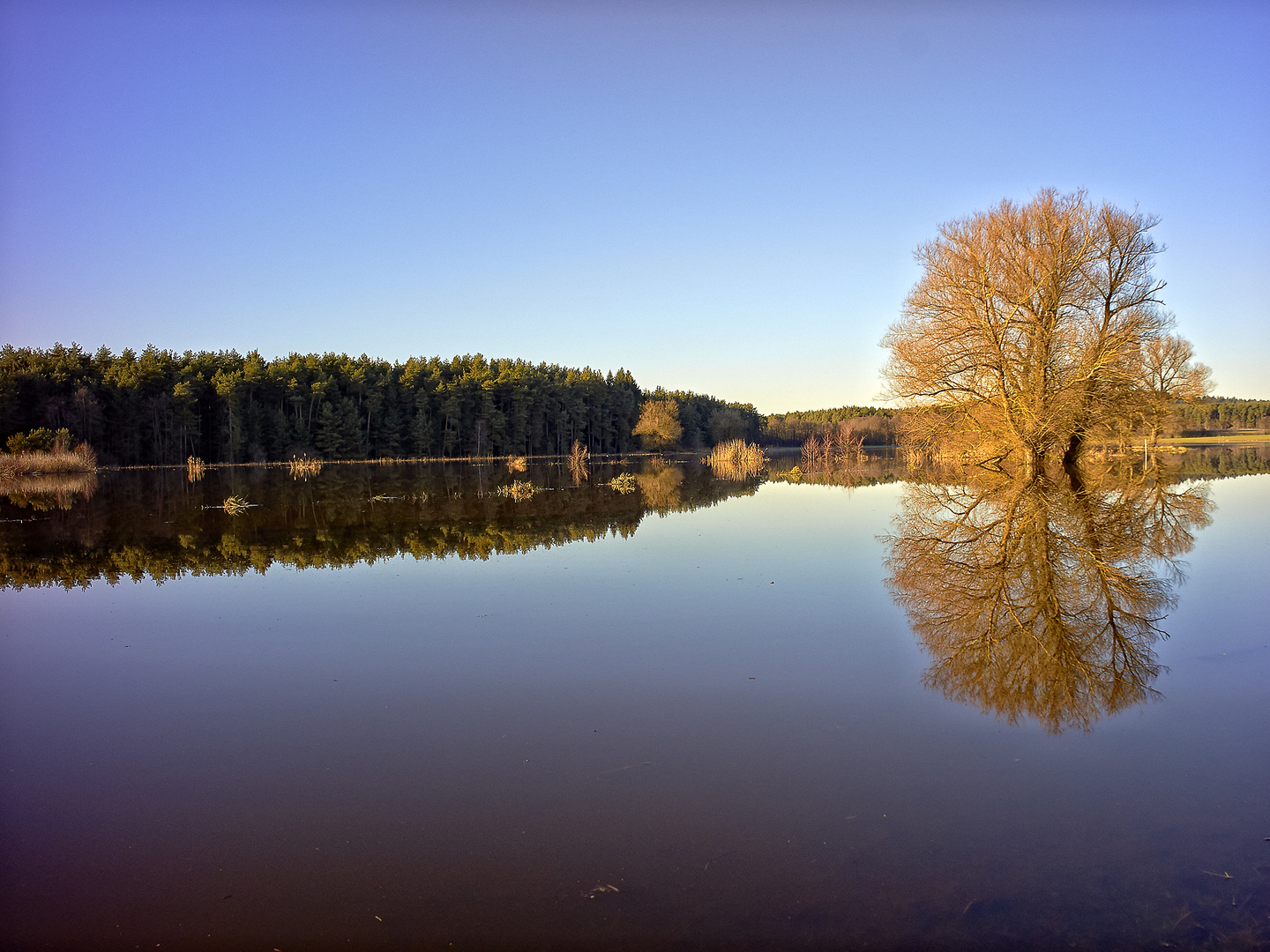 Dennenloher See