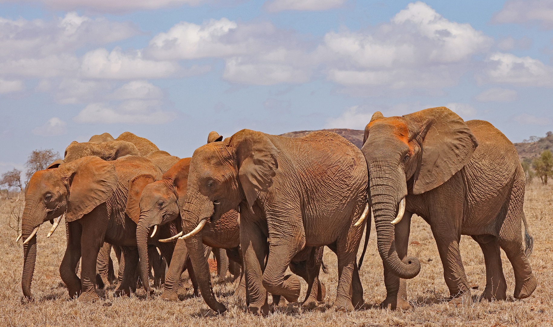 Densely packed group of elephants