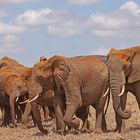 Densely packed group of elephants